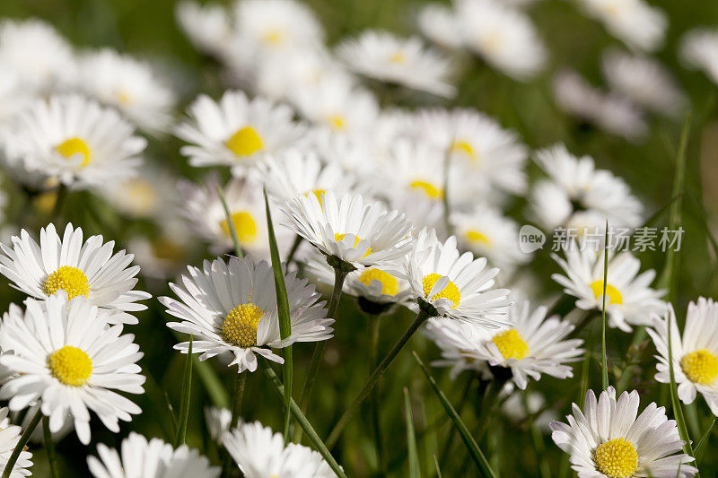 雏菊田(Bellis perennis)